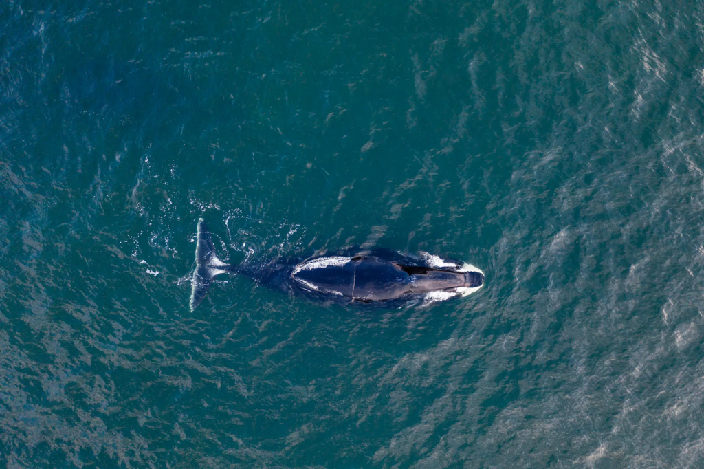 Whale Protein