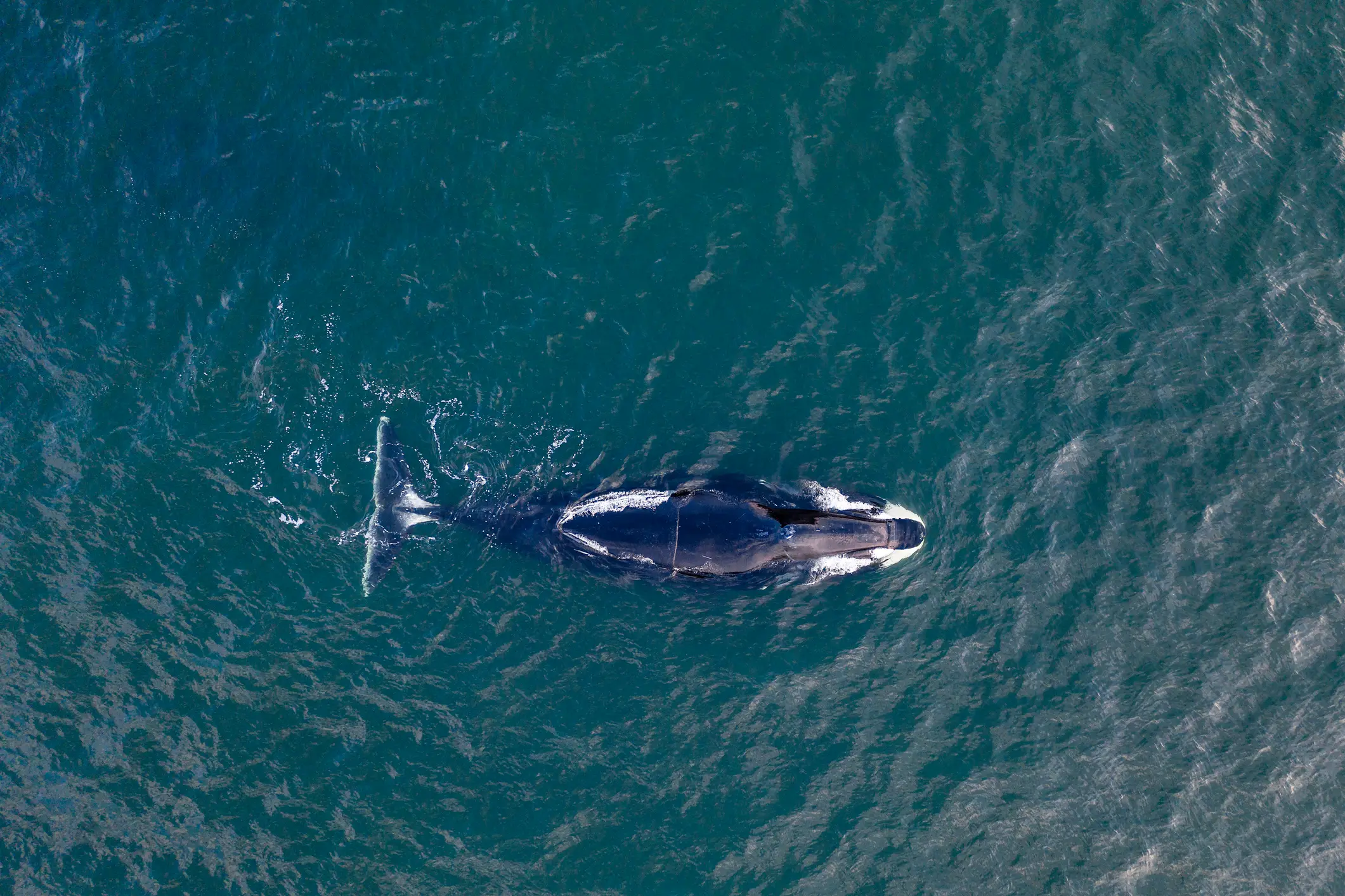 whale protein