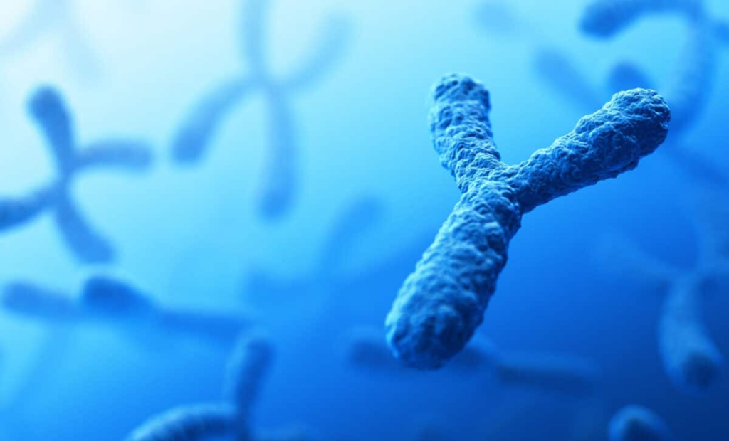 The Y Chromosome May Be Disappearing: What Happens to Men if it Runs Out?