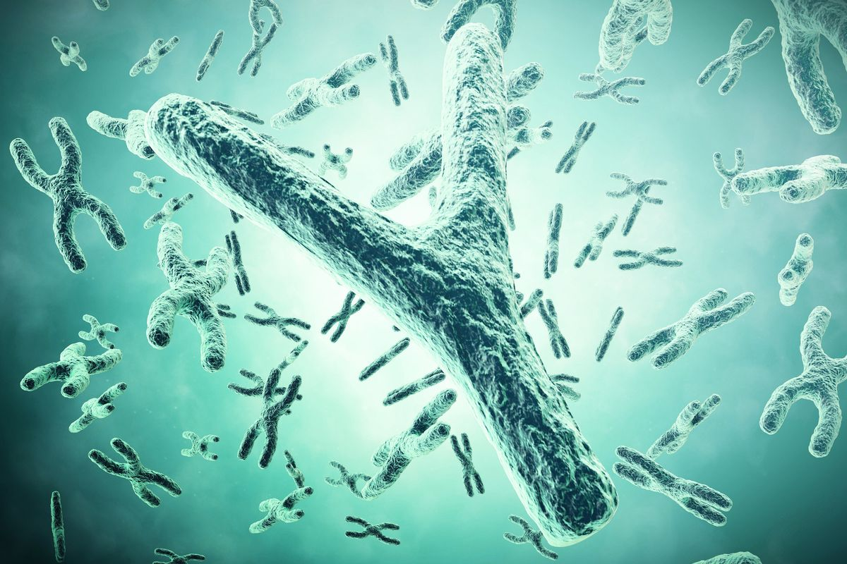 The Y Chromosome May Be Disappearing: What Happens to Men if it Runs Out?