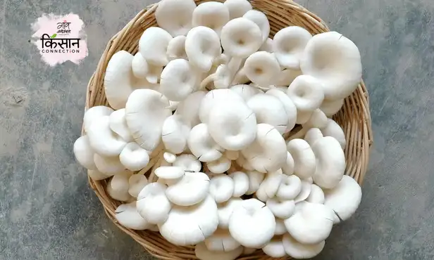 मशरूम की खेती 