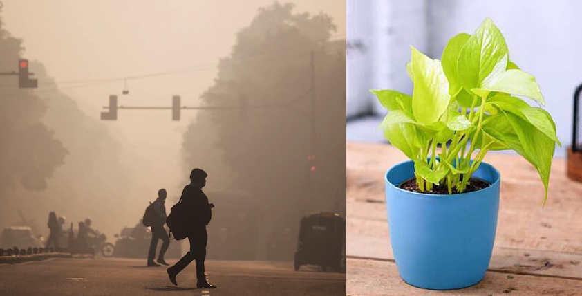Air Purifying Plants: दिल्ली-एनसीआर जैसे प्रदूषण वाले इलाकों के लिए बेस्ट इनडोर प्लांट्स