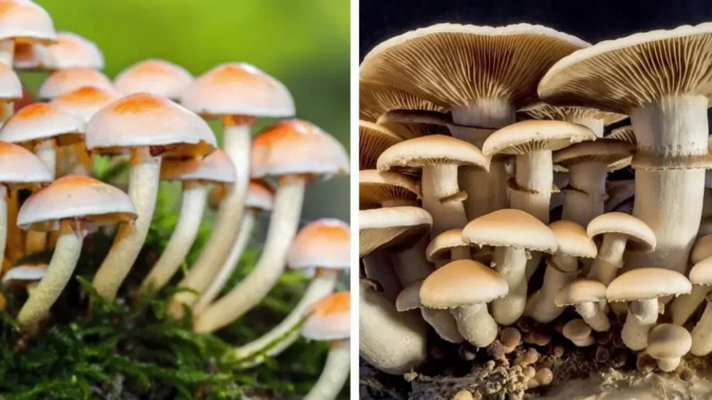 मशरूम की खेती 