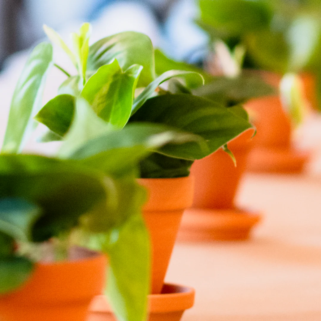 Air Purifying Plants: दिल्ली-एनसीआर जैसे प्रदूषण वाले इलाकों के लिए बेस्ट इनडोर प्लांट्स