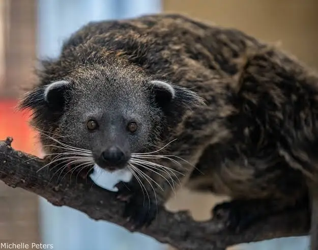 Bearcat की पूरी कहानी