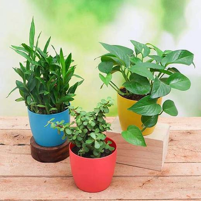 Delhi-NCR जैसे प्रदूषण वाले इलाकों में best Air Purifying Plants कौन-से हैं? घर की हवा साफ रखने के लिए complete indoor plant guide पढ़ें।