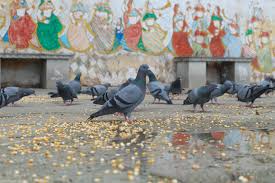 Pigeon Health Risk