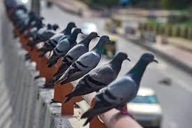 Pigeon Health Risk