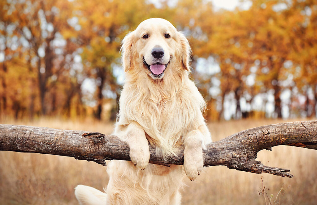 top five dodg breeds for families golden retriever
