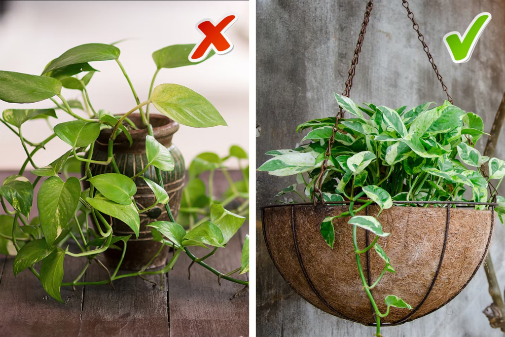 Money Plant Vastu