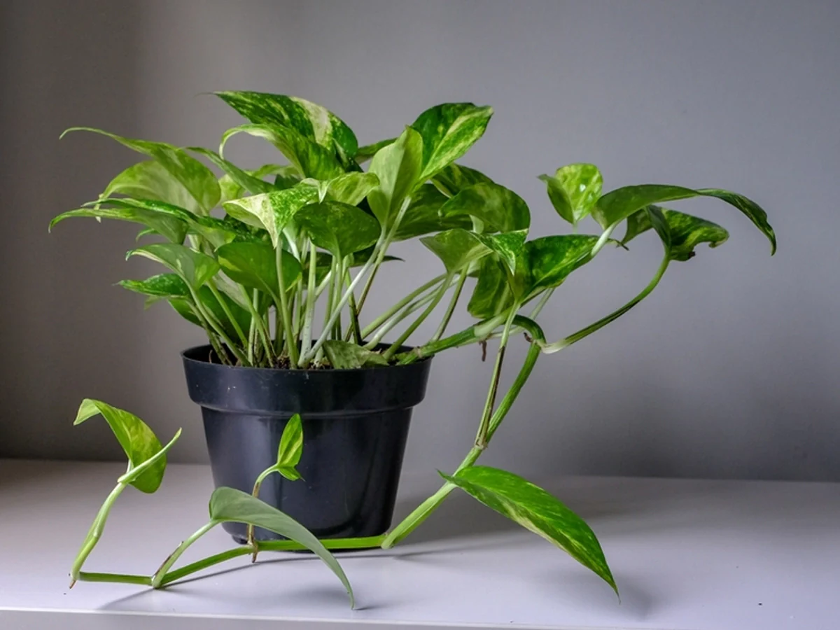 Money Plant Vastu