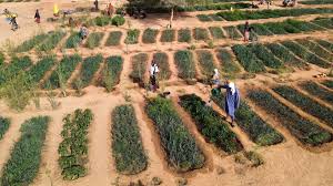 Cluster Nutritional Kitchen Garden Scheme 