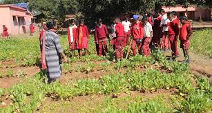 Cluster Nutritional Kitchen Garden Scheme 