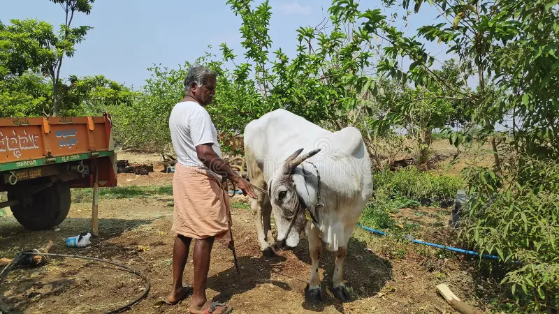 MP Cattle Compensation Scheme