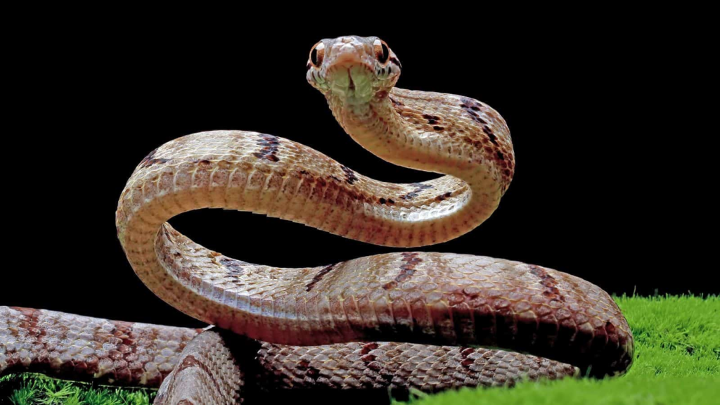 Snake Alert