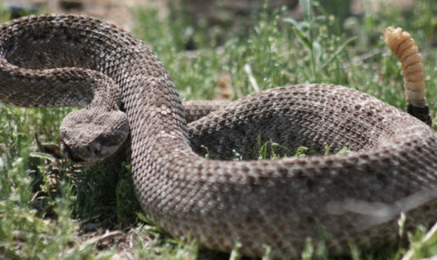 Snake Alert